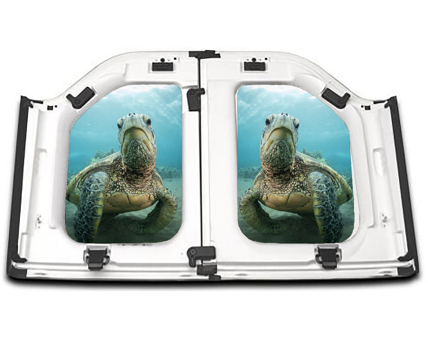 Sea Turtle Resting